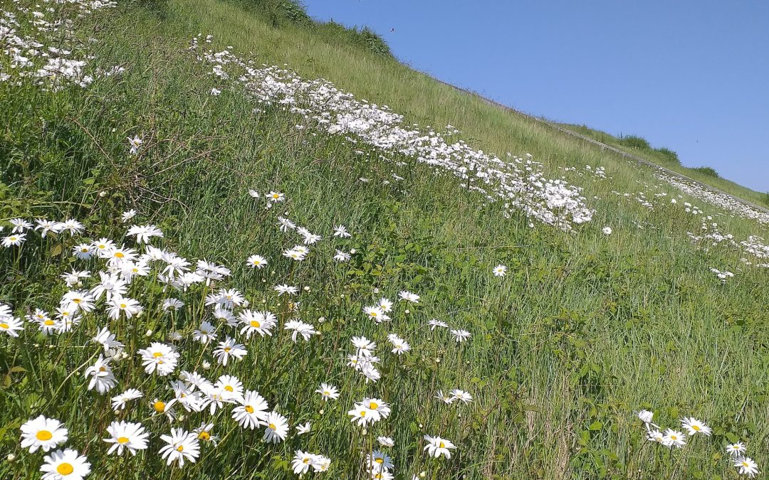 Margrieten