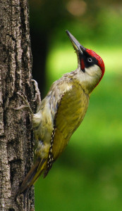 800px-RO B Carol Park green woodpecker crop                   